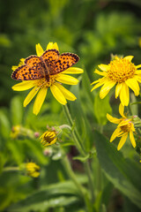 Orange butterfly on a yellow flower 