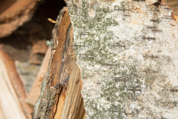The birch bark. The texture of the wood in the pile.