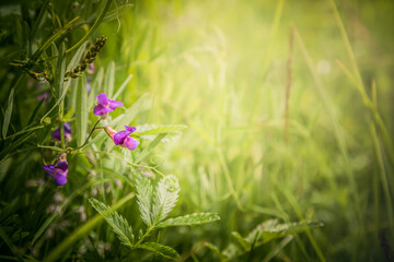 pink flower background hidden green hollow