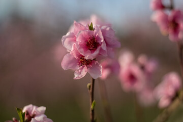 Obraz premium Selective focus on tender cherry blossom flowers.