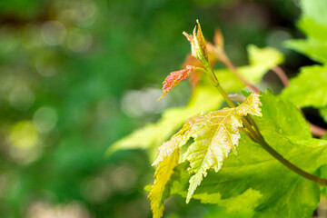 Leaves of Downy Japanese Maple. Young branch of Japanese Maple in summer time. Young plant