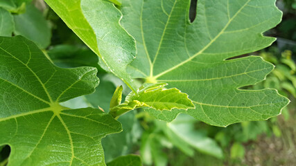 한국 제주도 무화과나무 무화과잎