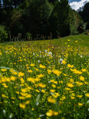 Blumenwiese mit gelben Blumen