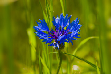 Wild blue flower, cornflower, Centaurea cyanus, bachelor's button, flowering plant in the family Asteraceae, among grass, closeup, macro, nature, plants