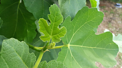 한국 제주도 무화과나무 무화과잎