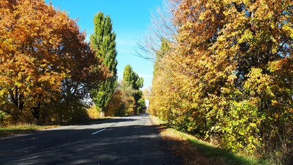 Fototapeta premium empty asphalt road near the forest sunny day