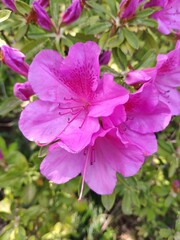 Pink azalea blossoms with stamens and pistils showed clearly