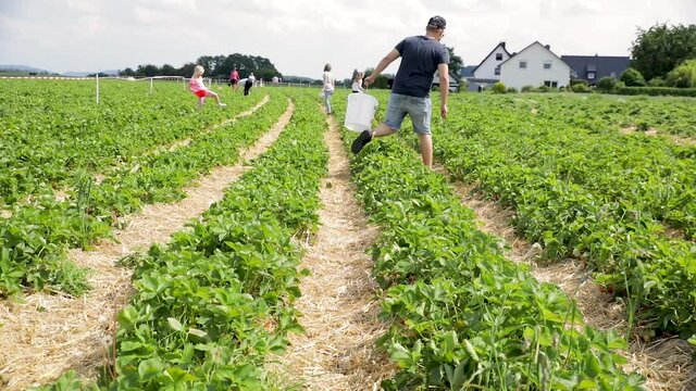 young man walking on a Strawberry field with empty bucket in Germany, 