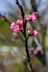 Pink peach flowers on a twig.