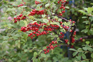 The fruit of Nanking cherry (Prunus tomentosa)is sweet and sour and is used for raw food,fruit wine and jam. / Rosaceae prunus deciduous fruit tree.