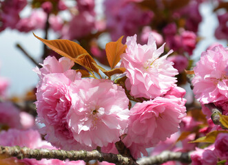 Multiple petals pink sakura blossom under the sun