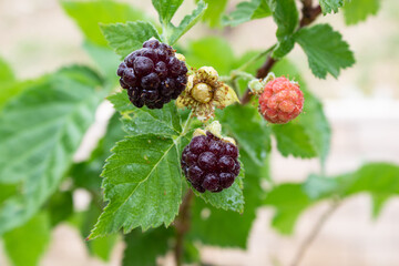 Raspberry plant and fruits