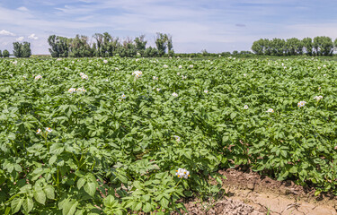 Fototapeta na wymiar Potato field and blue sky at beautiful day. Green field of blooming potato.Rural landscape.
