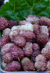 Organic Juicy Mulberry in Grocery