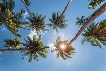 blue sky and top of palm-trees with sunlight, background