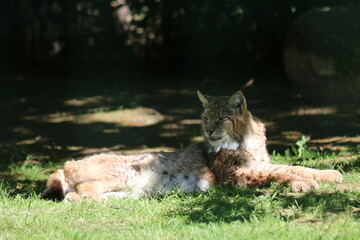 Wildkatze