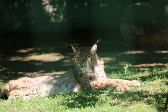 luchs
