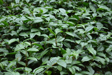 Fototapeta premium Oily green tea tree in Fujian China