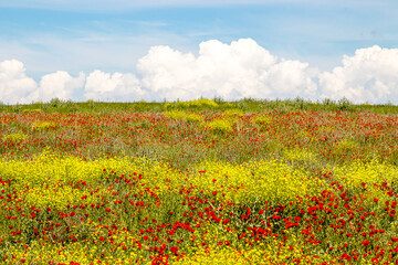 Beautiful spring background with flowers and mountains. Steppe in Kazakhstan. Poppies and Tien-Shan mountains