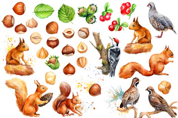  forest environment, made of cute squirrels, birds, woodpecker, partridge, leaves, hazelnuts, lingonberries, watercolor drawing. © Hanna