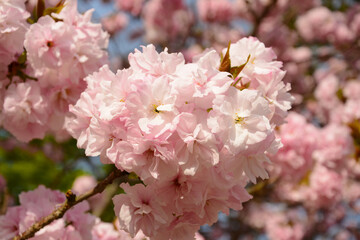 Light Pink sakura blossoms under the sun in April