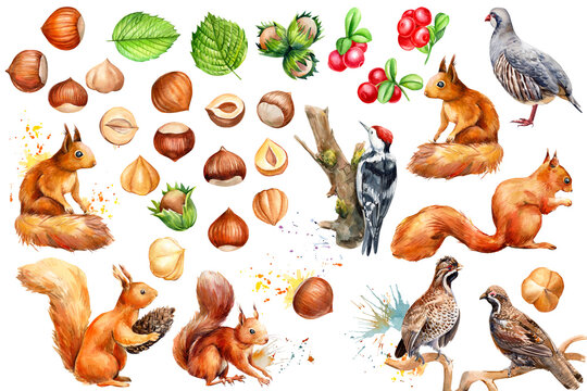 
forest environment, made of cute squirrels, birds, woodpecker, partridge, leaves, hazelnuts, lingonberries, watercolor drawing.