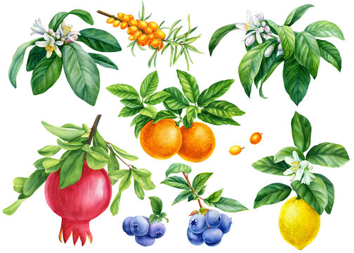 fruit, pomegranate, mandarin, lemon, blueberry and sea-buckthorn berries on a branch, botanical watercolor drawing.