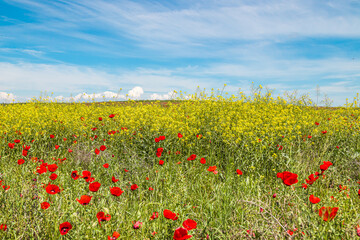 Beautiful spring background with flowers and mountains. Steppe in Kazakhstan. Poppies and Tien-Shan mountains