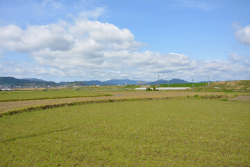 Fototapeta na wymiar Country scene in spring sunny day of Japan