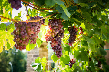 Wine Season at vineyard Potsdam/Winzerberg Potsdam