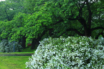 新緑の北上展勝地