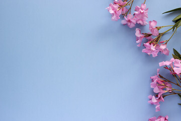 Top view of nerium oleander pink flowers on a blue sky background. Flat lay, copy space.