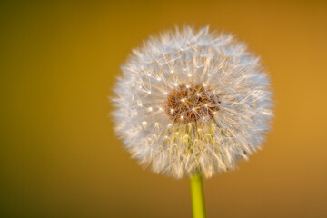 Close up of a common dandelion (taraxacum officinale) seed head with an orange background