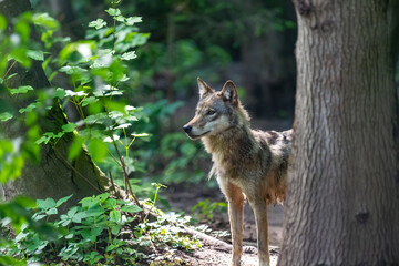 Obraz premium Young wolf on a hunt in the woods