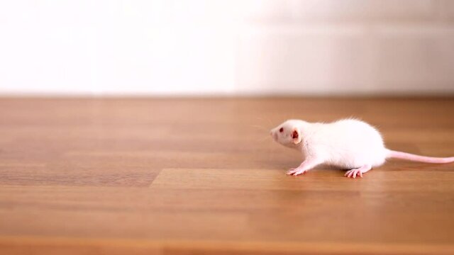 Animals at home. Friendly pet wite rat on yhe table in kitchen indoor