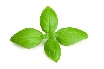 basil leaf isolated on a white background