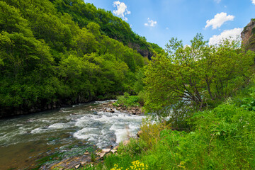 Naklejka na ściany i meble Summer landscape river and trees in a mountainous place on a sunny day