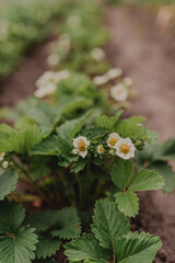 A row of flowering strawberry bushes top view. Garden bed background.