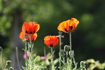 Obraz premium Poppy flowers against the light, contre-jour shot with blurred background. 