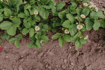 A row of flowering strawberry bushes top view. Garden bed background with space for text.