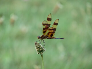 CLOSEUP INSECT