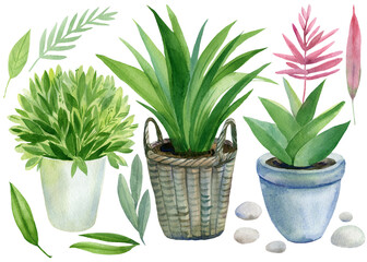 potted flowers, indoor plants, leaves and stones on an isolated white background, watercolor drawing.
