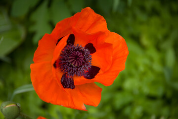 Red poppy flower close up