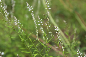 white flower on backyard