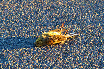 A dead bird hit by a car lies on the road.