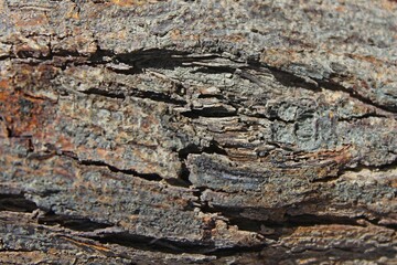Close up view of an old cracked brown tree trunk in Egypt