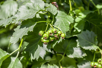 unripe hawthorn fruits hang in clusters in the leaves. Close-up.