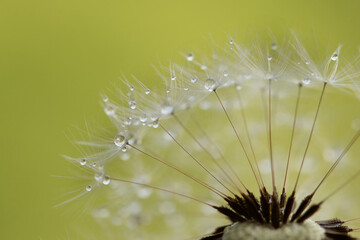 dandelion seeds with water drops on yellow