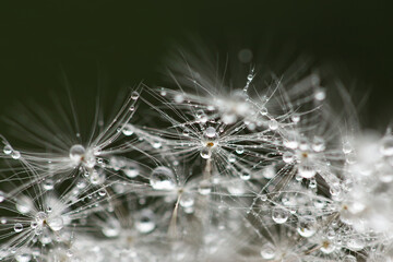 dandelion seeds with water drops macro