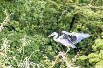Grey Heron on the tree